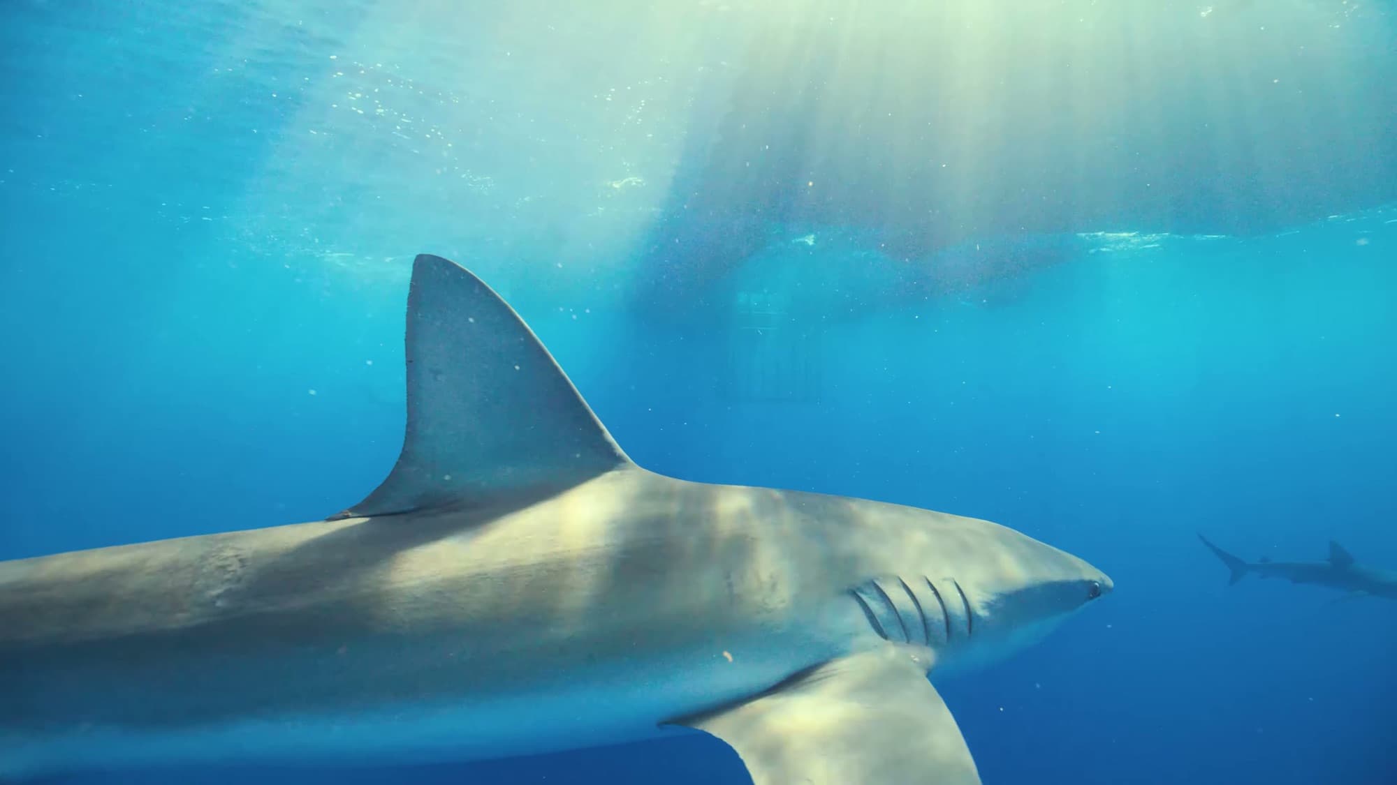 A shark gliding through sunlit blue water below the surface.